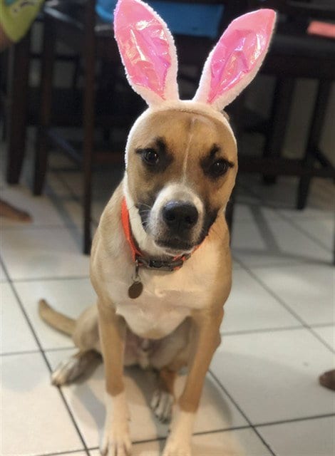 Photo of Lincoln, adoptable Boxer in Houston, Texas