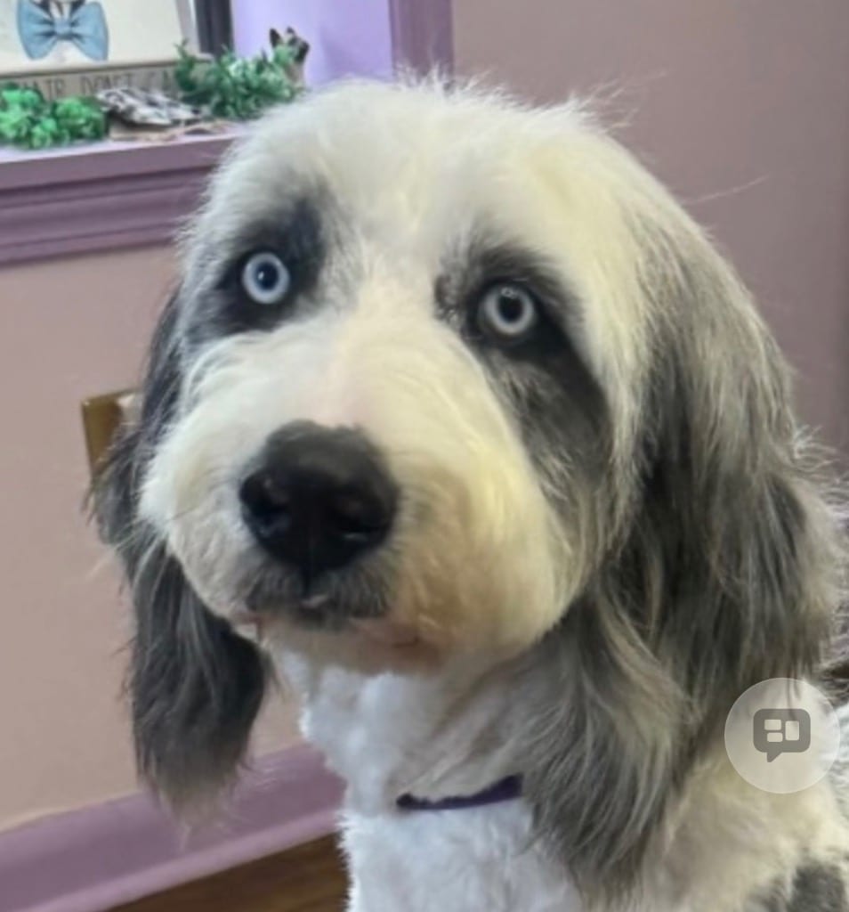 Photo of Matter, adoptable Poodle in Crossville, Tennessee