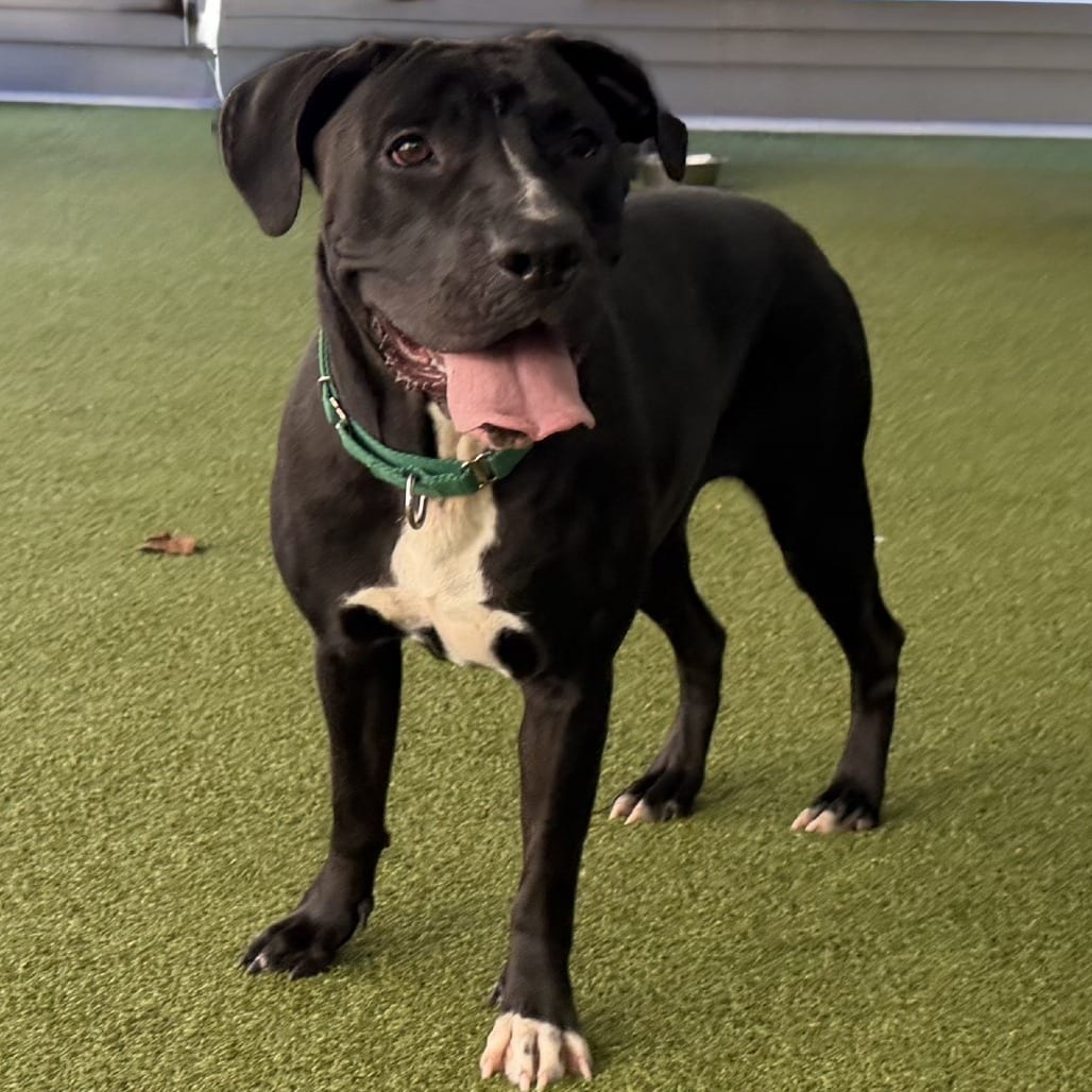 Photo of Calli, adoptable Terrier, Pit Bull in Greensboro, North Carolina