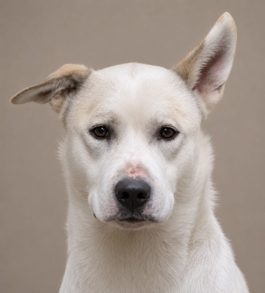 Photo of Buddy, adoptable Great Pyrenees in Crossville, Tennessee
