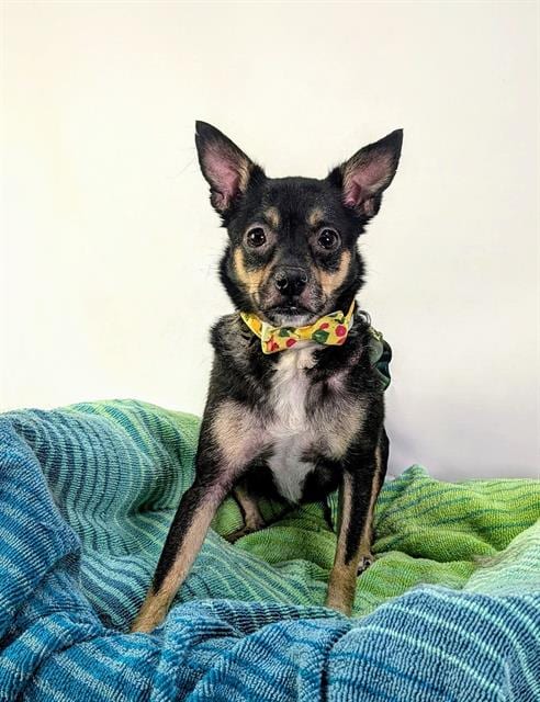 Photo of Fiona, adoptable Chihuahua in Thousand Palms, California