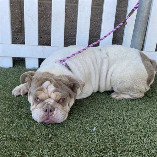 Photo of Opossum, adoptable English Bulldog in Modesto, California