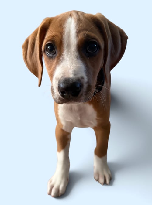 Photo of Savannah's Litter: Teddy, adoptable Terrier in Rockville, Maryland