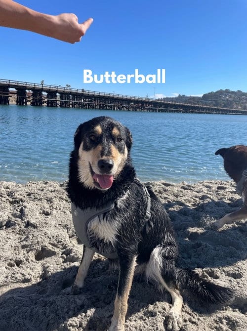 Photo of Butterball, adoptable Border Collie in San Diego, California