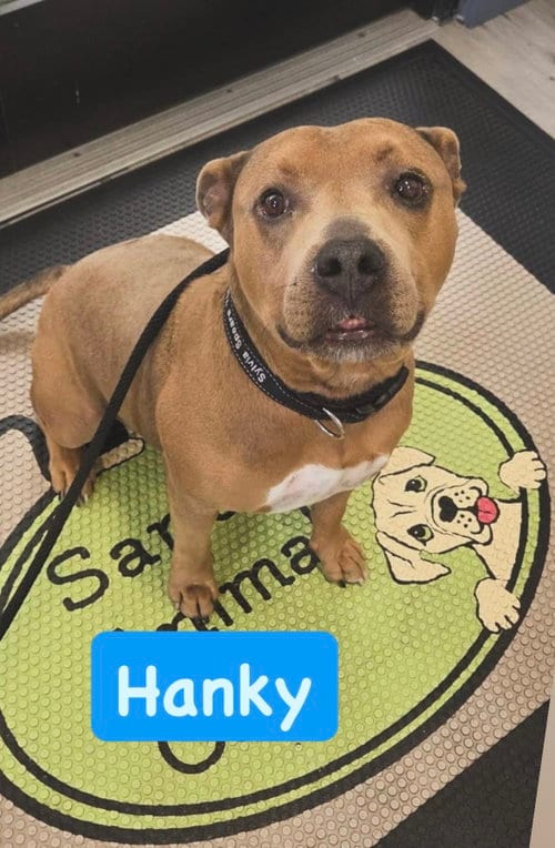 Photo of Hanky, adoptable American Staffordshire Terrier in San Diego, California