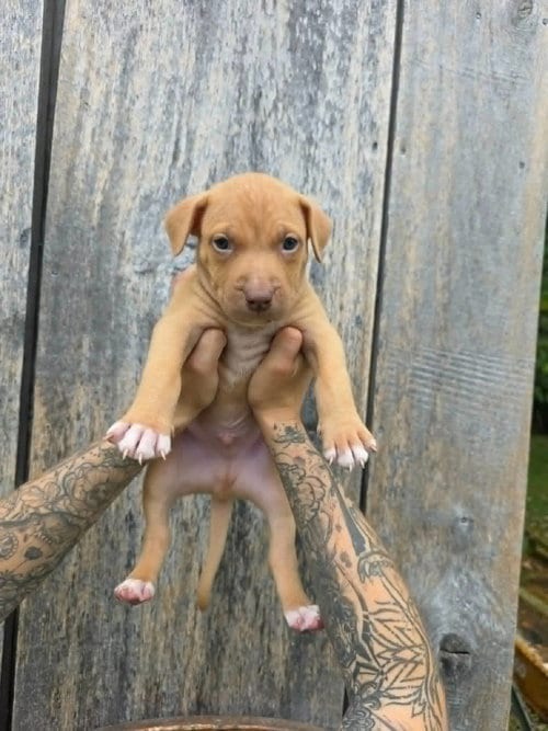 Photo of SR Puppy 4/21, adoptable American Pit Bull Terrier in Frankenmuth, Michigan