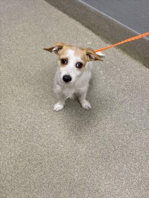 Photo of Snowfire, adoptable Terrier in Las Vegas, Nevada