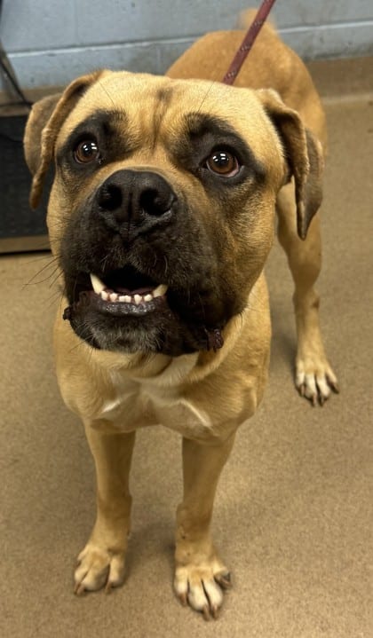 Photo of Cassius, adoptable dog in Chamblee, Georgia