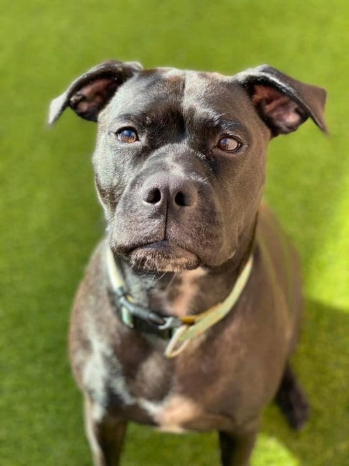 Photo of Lady, adoptable Boxer in Columbia, Maryland