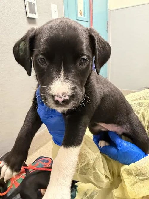 Photo of Butterfinger, adoptable Pit Bull Terrier in Las Vegas, Nevada
