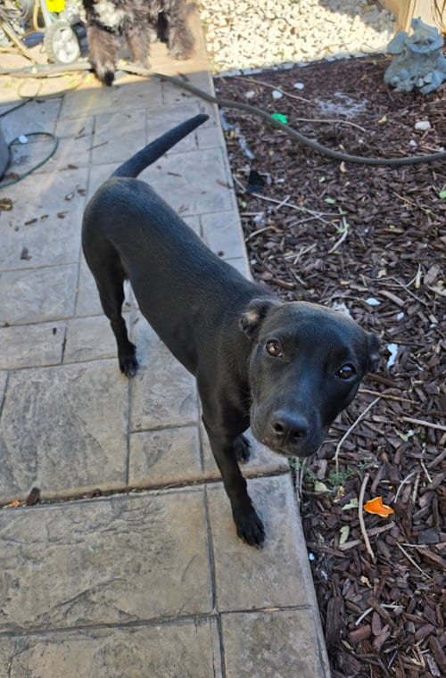 Photo of Rayvn, adoptable Australian Cattle Dog/Blue Heeler in Sandy, Utah