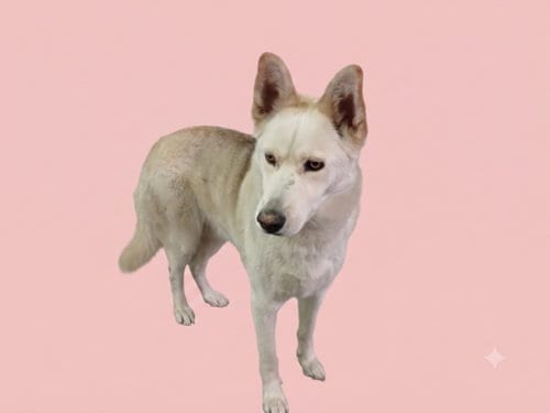 Photo of Luna, adoptable Husky in Los Angeles, California