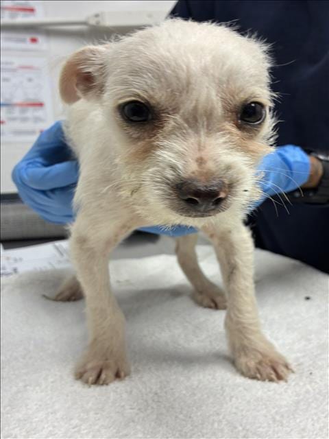 Photo of Luigi, adoptable Chihuahua in Los Angeles, California