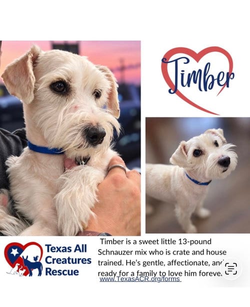 Photo of Timber, adoptable Miniature Schnauzer in Lillian, Texas