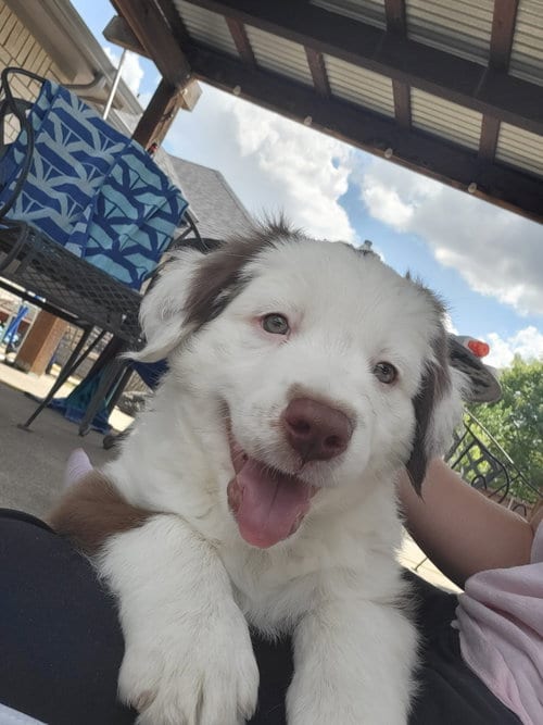 Photo of Puppy 1, adoptable Australian Shepherd in McKinney, Texas