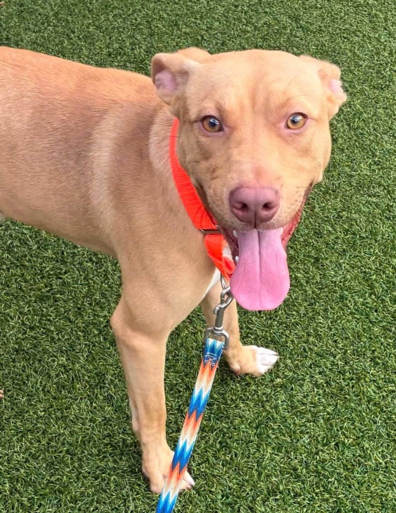 Photo of Rocky (Sky and Rocky Pups), adoptable Terrier in Hartsville, South Carolina