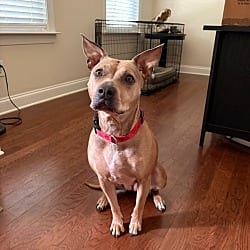 Photo of Hazel, adoptable Hound (Unknown Type) Labrador Retriever in Waxhaw, North Carolina