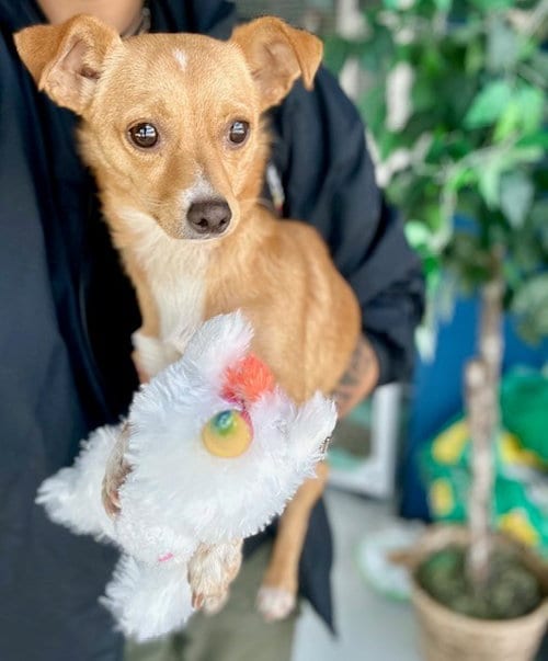 Photo of Chicken Nugget, adoptable Chihuahua in Temple, Texas