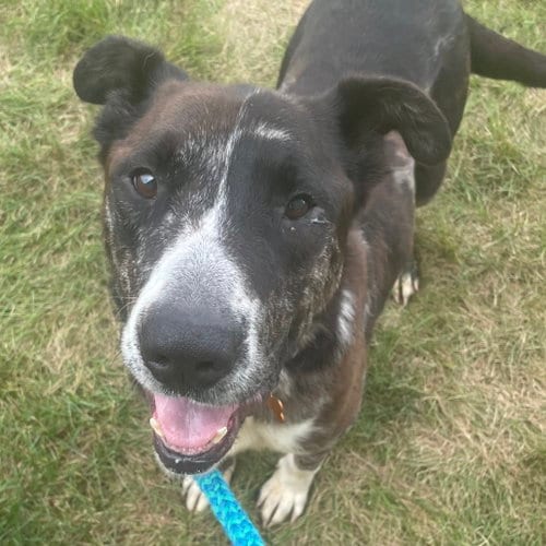 Photo of Rudolph, adoptable Unknown breed in Normal, Illinois