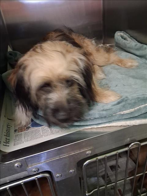 Photo of Lady, adoptable Shih Tzu in Los Angeles, California
