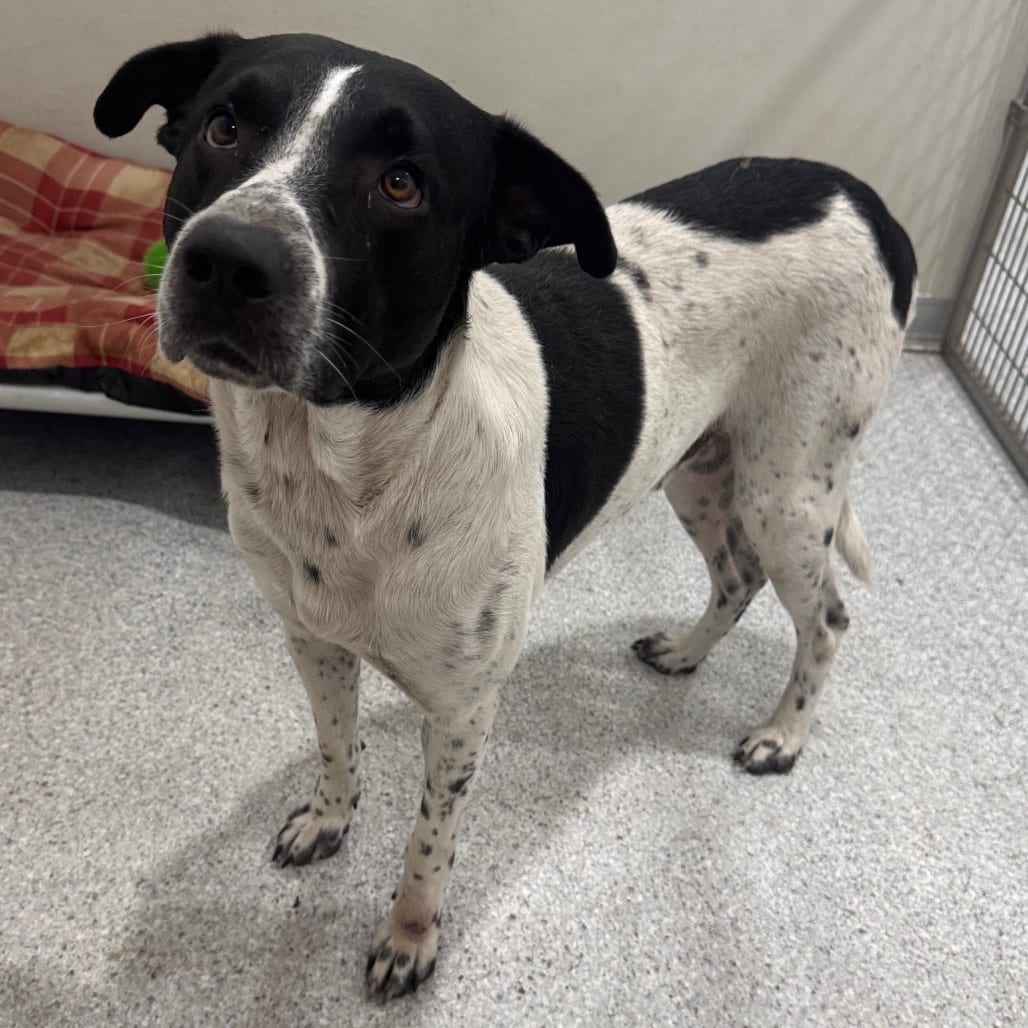 Photo of Peter, adoptable Hound / American Blue Heeler in Pineville, Missouri