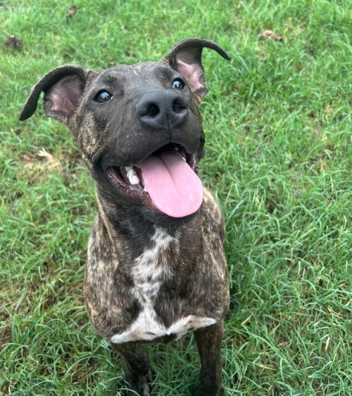 Photo of Dexter Duck, adoptable Black Mouth Cur in Gun Barrel City, Texas