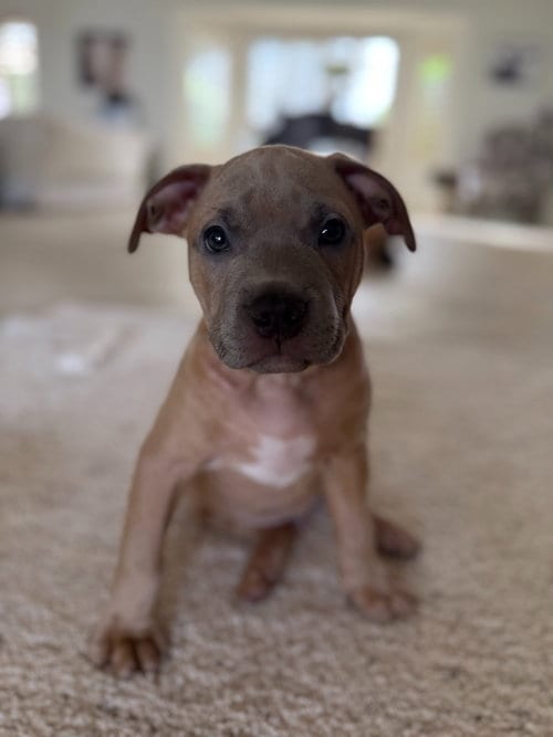 Photo of Omelette, adoptable Pit Bull Terrier in Phoenix, Arizona