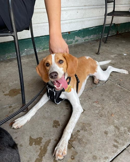 Photo of Giselle (now Darby), adoptable Foxhound in Mobile, Alabama