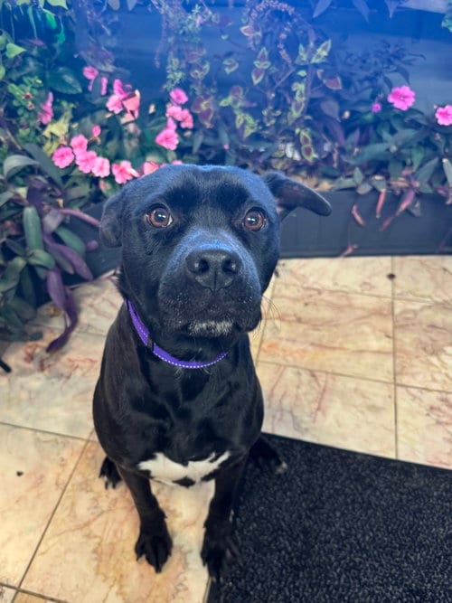 Photo of Gunther, adoptable Labrador Retriever in Leavenworth, Kansas