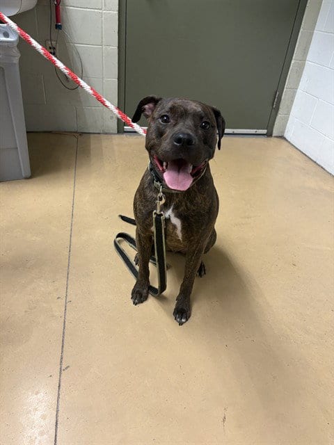 Photo of King Rocco, adoptable Pit Bull Terrier in Minneapolis, Minnesota