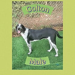 Photo of Colton, adoptable Bluetick Coonhound in East Hartford, Connecticut