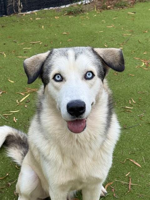 Photo of Butter, adoptable Husky in Sugar Land, Texas