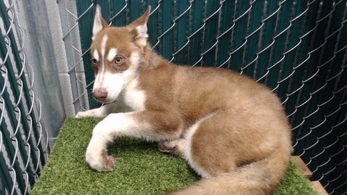 Photo of Blaze, adoptable Siberian Husky in Downey, California