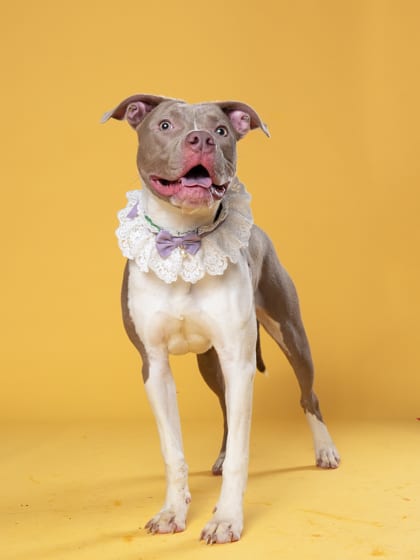 Photo of Patchwork, adoptable dog in Atlanta, Georgia