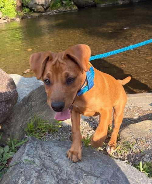 Photo of Jax, adoptable Terrier in Candler, North Carolina