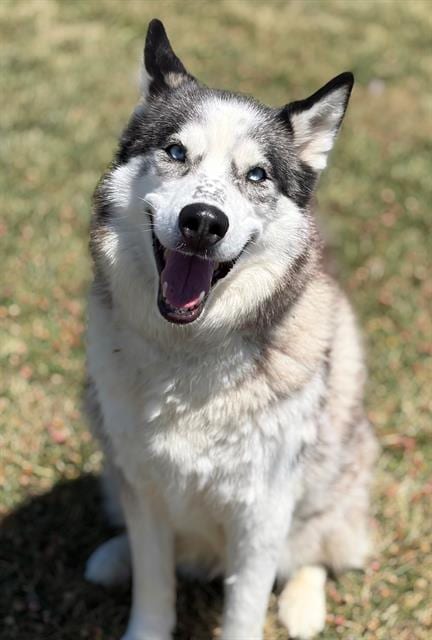 Photo of Bonnie, adoptable Siberian Husky in Fairfield, California