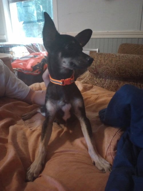 Photo of Mr. Ears, adoptable Chihuahua in The Woodlands, Texas