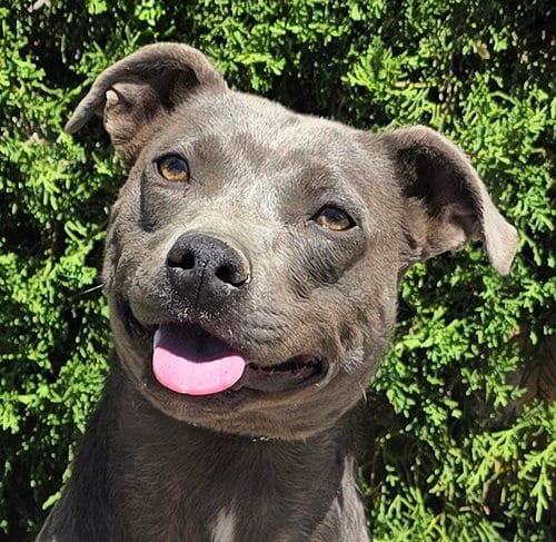 Photo of Affectionate Ms Azula ~ Glorious Pup, adoptable American Pit Bull Terrier in Albuquerque, New Mexico