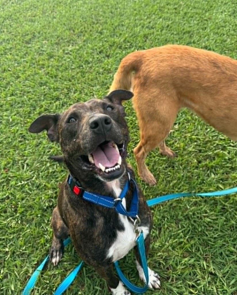 Photo of Sonny, adoptable Labrador Retriever in East Ridge, Tennessee