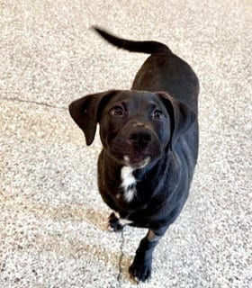 Photo of Bonbon, adoptable Labrador Retriever in Clyde, North Carolina
