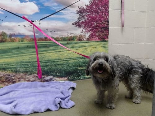 Photo of Tarzan, adoptable Lhasa Apso in Moreno Valley, California