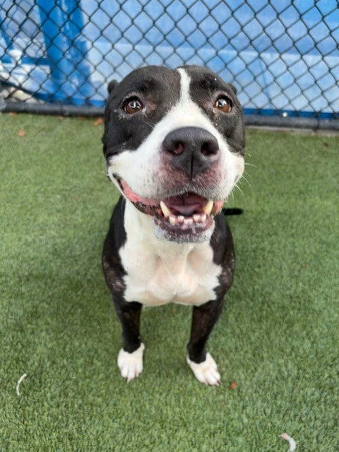 Photo of Joy, adoptable Terrier in Miami, Florida