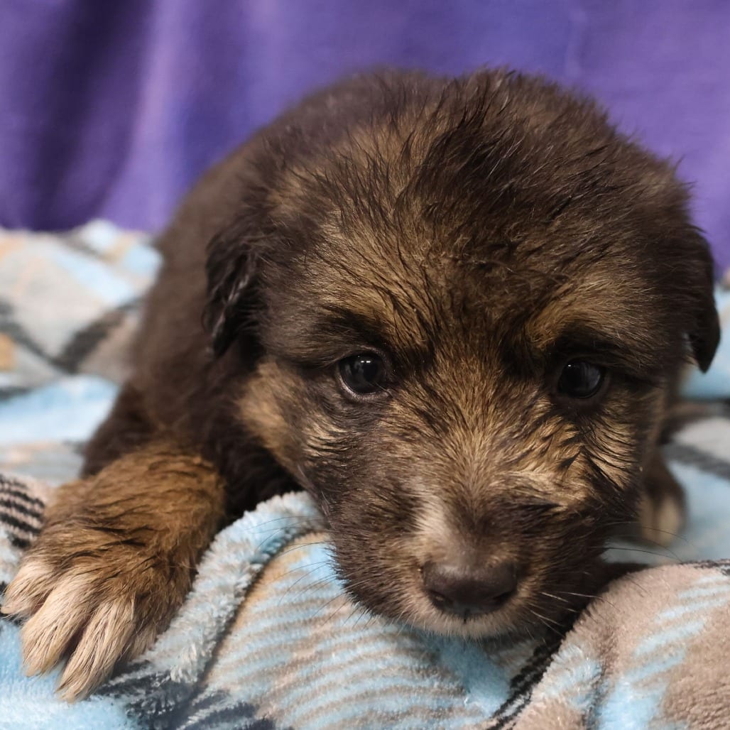 Photo of Lilac D12059, adoptable Shepherd, German / Retriever, Labrador in Princeton area, Minnesota