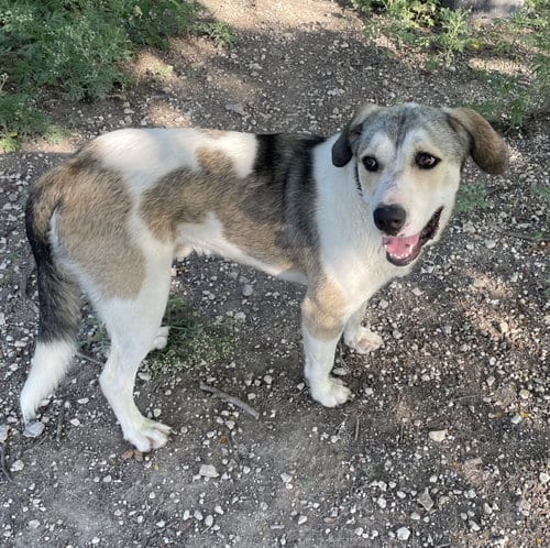 Photo of Oskar, adoptable Anatolian Shepherd in Whitewright, Texas