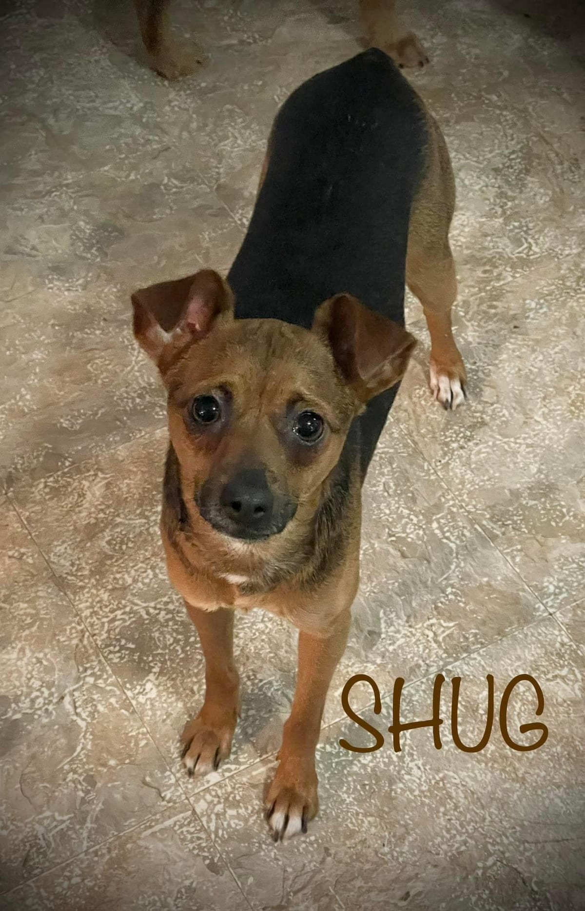Photo of Shug, adoptable dog in Charlotte, North Carolina