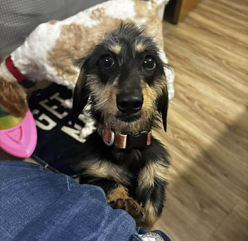 Photo of Roxi, adoptable Dachshund in Sioux Falls, South Dakota
