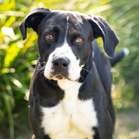 Photo of Java, adoptable Great Dane in Camarillo, California
