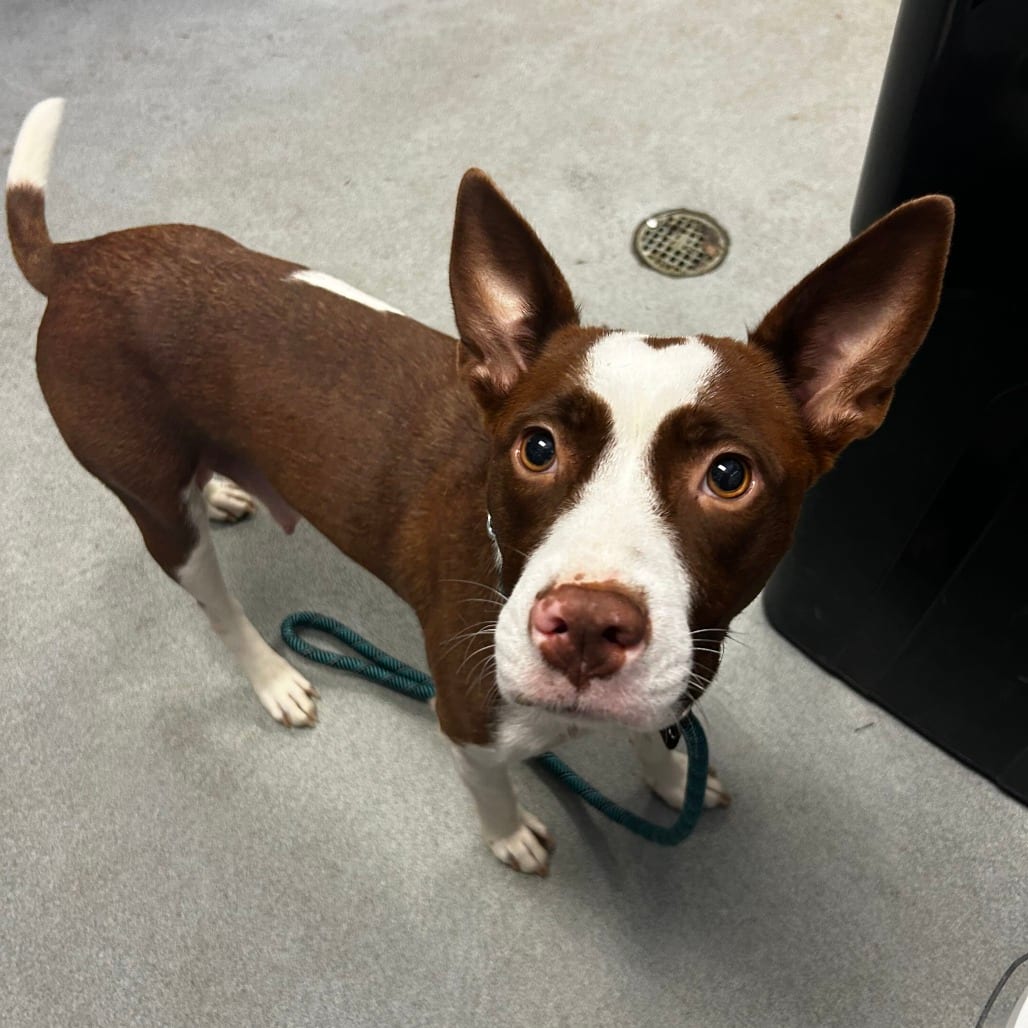 Photo of Lady Vidalia, adoptable Mixed Breed (Medium)