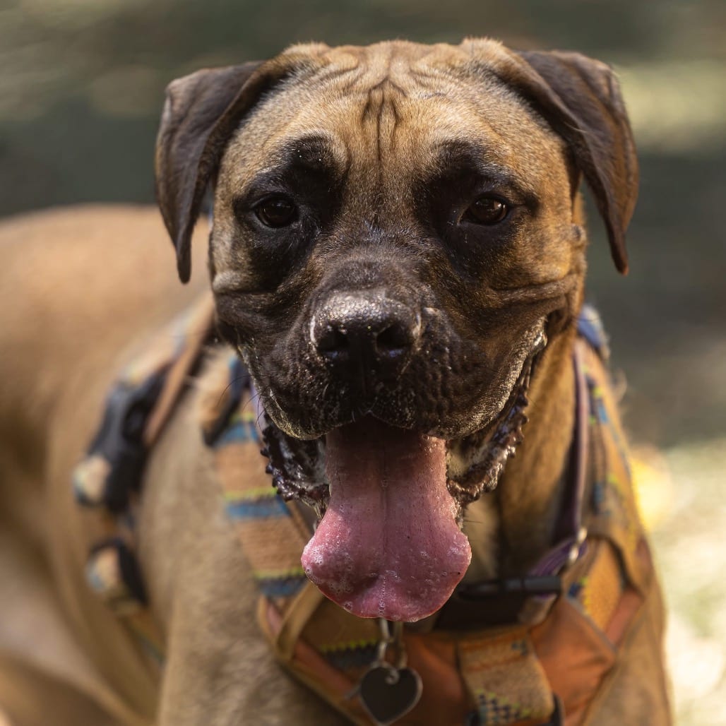 Photo of Rhea, adoptable Mixed Breed (Large) in Decatur, Georgia