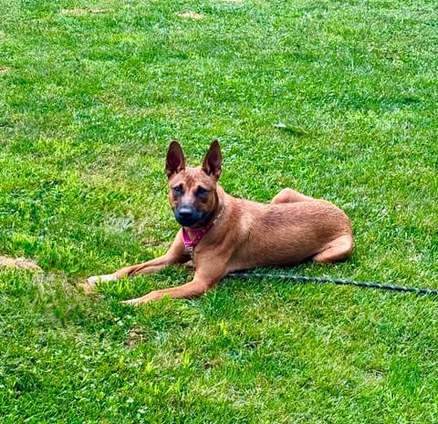 Photo of Nyla, adoptable Australian Cattle Dog/Blue Heeler in LEBANON, Connecticut